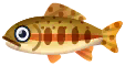 golden trout