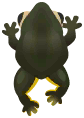 king goliath frog