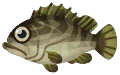 longtooth grouper