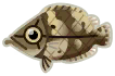 pesce foglia