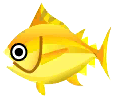 金色鮪魚