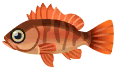 dark-banded rockfish