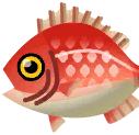 king red snapper
