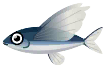 pesce volante