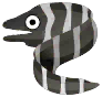 zebra moray