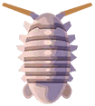 isopode gigante