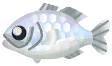 白金黑鱸魚