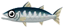 巴拉金梭魚