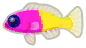pez bicolor purpurillo