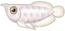 銀龍魚