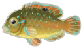 blackspot tuskfish