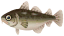 Pacific cod