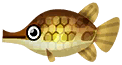 pez caimán