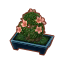 bonsai