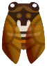 cicala marrone
