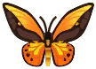 mariposa alas doradas
