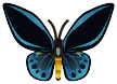 mariposa Príamo azul