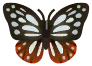 chestnut tiger butterfly