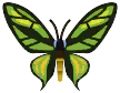 mariposa de Cairns