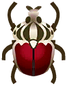 goliath beetle