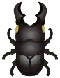 giant stag beetle