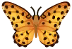 mariposa moteada
