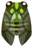 cicala robusta