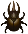 scarabeo rinoceronte