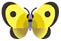 mariposa colias