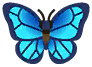farfalla morfo blu