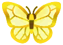 farfalla morfo dorata