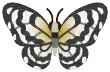 大白斑蝶