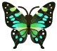 mariposa stresemanni