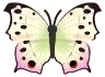 mariposa madreperla