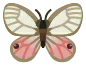 mariposa aurorina