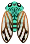 cicala smeraldo