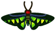 紅頸鳳蝶