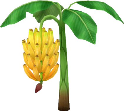 Bananenpalme