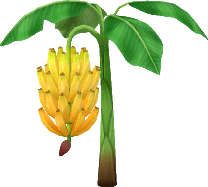 banana tree