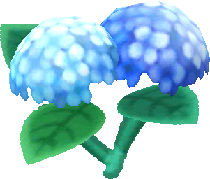 水藍色繡球花