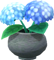 hortensias bleus en pot