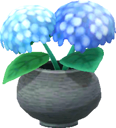 potted blue hydrangeas