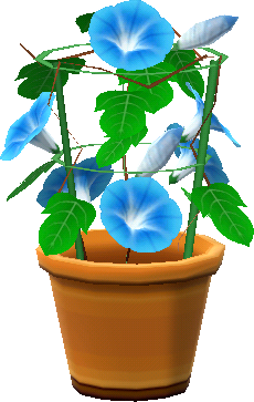 파란 나팔꽃 화분