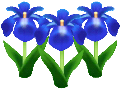 파란 창포꽃