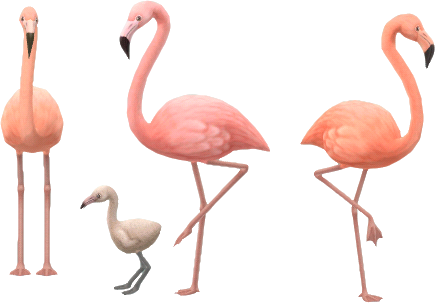 Flamingofamilie
