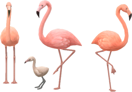 flamants roses tropicaux