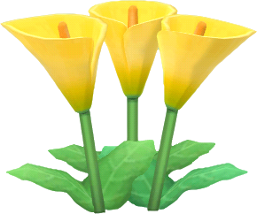 yellow calla lilies