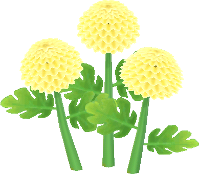 黃色乒乓菊