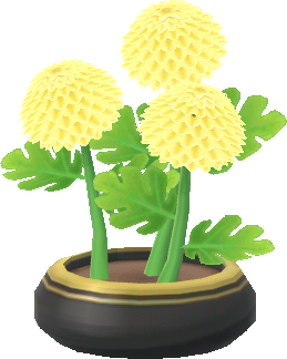 pot chrysanthème jaune
