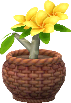 potted yellow plumeria